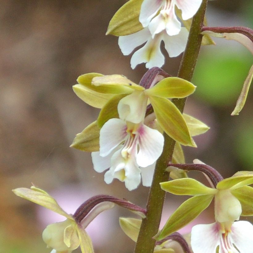 Calanthe Olive Green - Gartenorchidee (Blüte)
