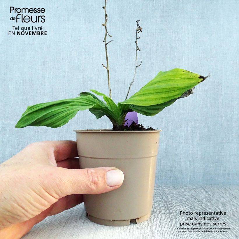 Example of Calanthe reflexa - Gartenorchidee Topf mit 1,5L/2L size I as you get in automne