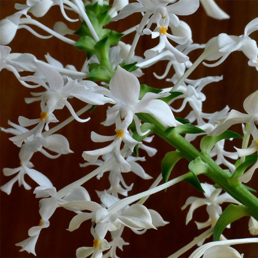 Calanthe triplicata - Gartenorchidee (Blüte)