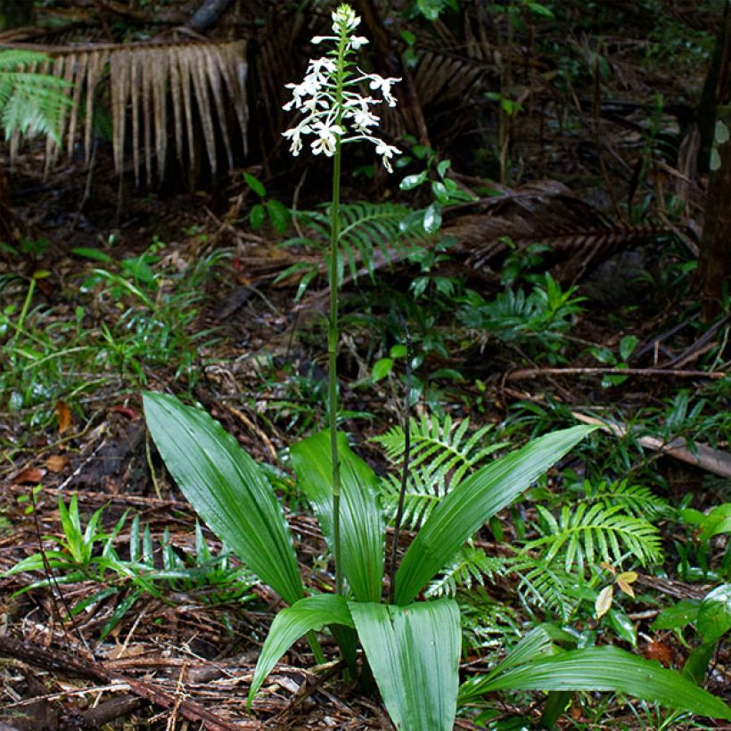 Calanthe triplicata - Gartenorchidee (Hafen)