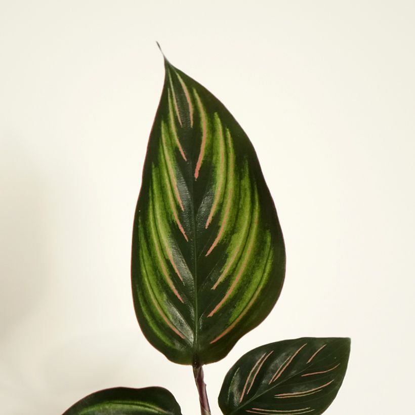 Calathea Beauty Star - Korbmaranten (Foliage)