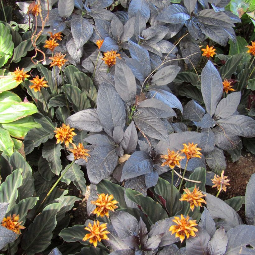 Calathea crocata - Korbmaranten (Foliage)