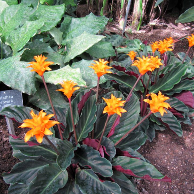 Calathea crocata - Korbmaranten (Plant habit)