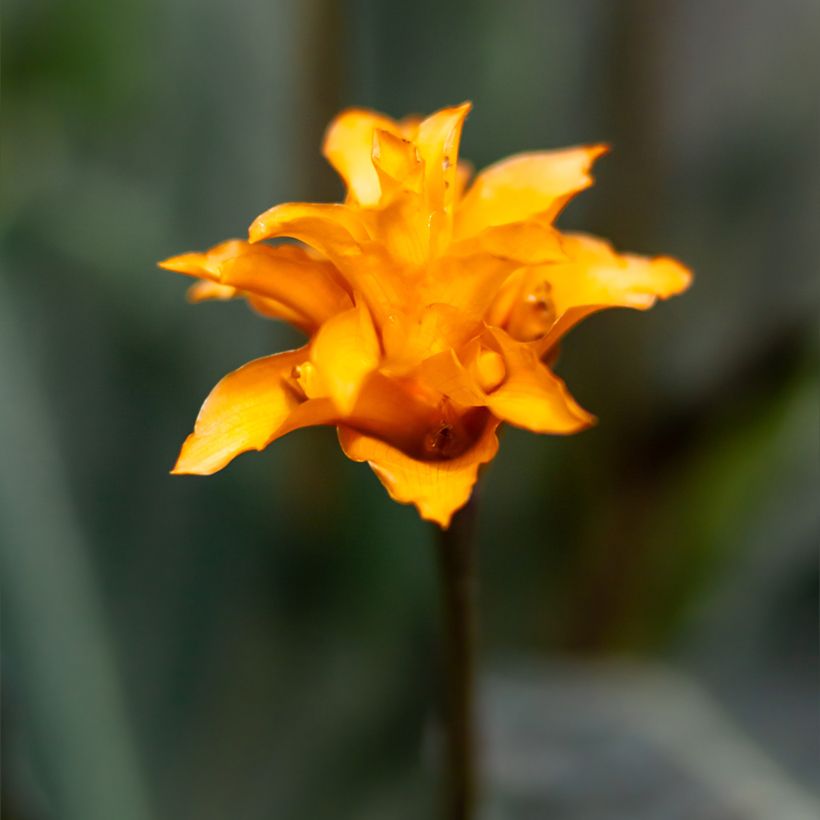 Calathea crocata - Korbmaranten (Flowering)