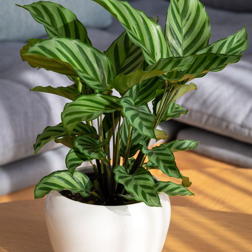 Calathea Freddie - Korbmaranten (Plant habit)