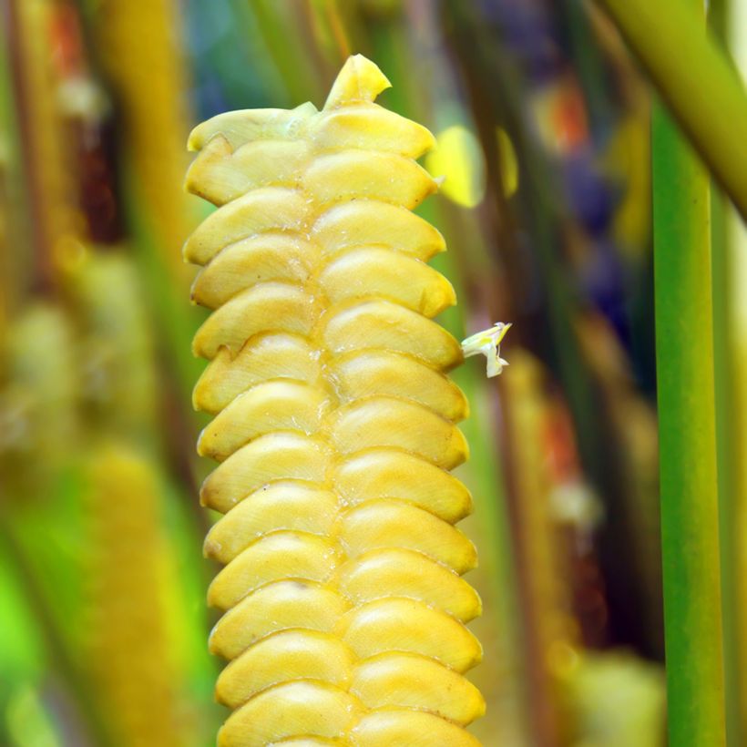 Calathea insignis - Korbmaranten (Flowering)