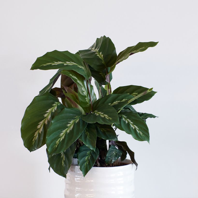 Calathea Maui Queen - Korbmaranten (Plant habit)