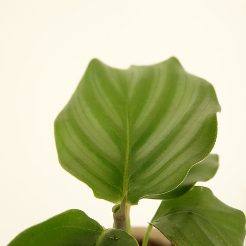Calathea orbifolia - Korbmaranten (Foliage)