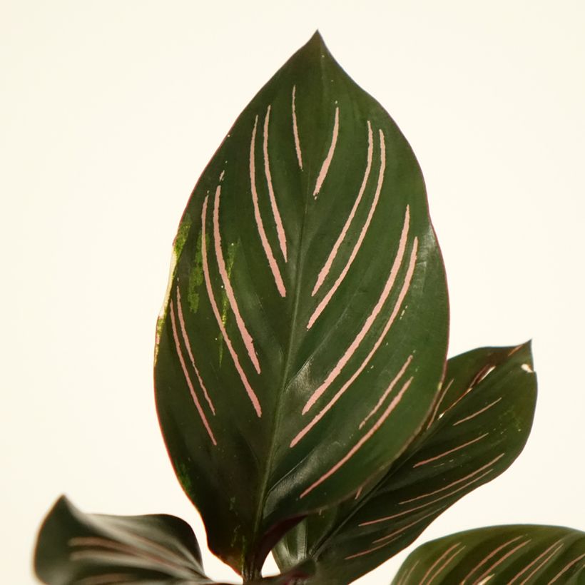 Calathea ornata - Korbmaranten (Foliage)