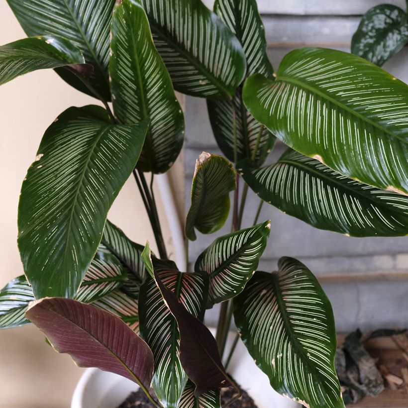 Calathea ornata - Korbmaranten (Plant habit)
