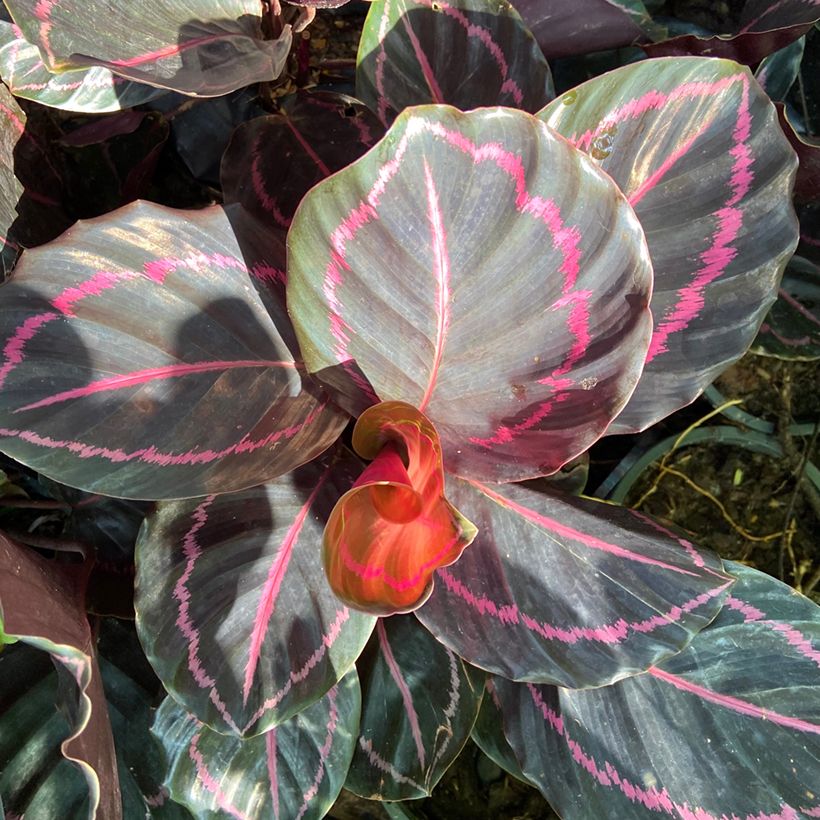 Calathea roseopicta - Korbmaranten (Foliage)