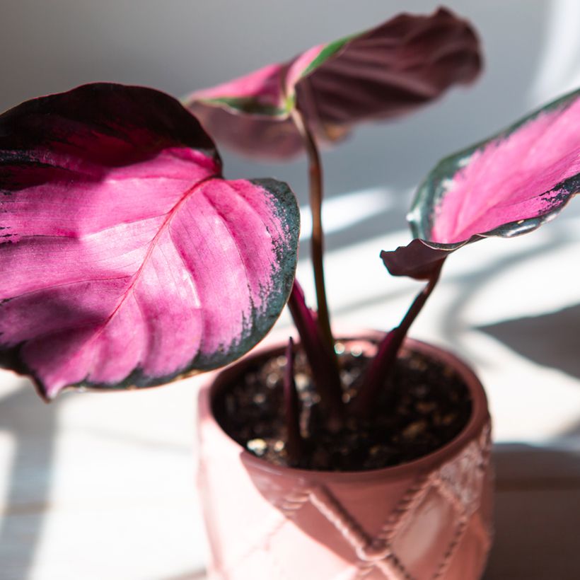 Calathea roseopicta Rosy - Korbmaranten (Foliage)