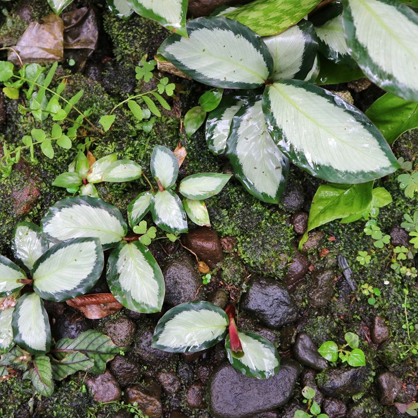 Calathea Royal Standard - Korbmaranten (Plant habit)