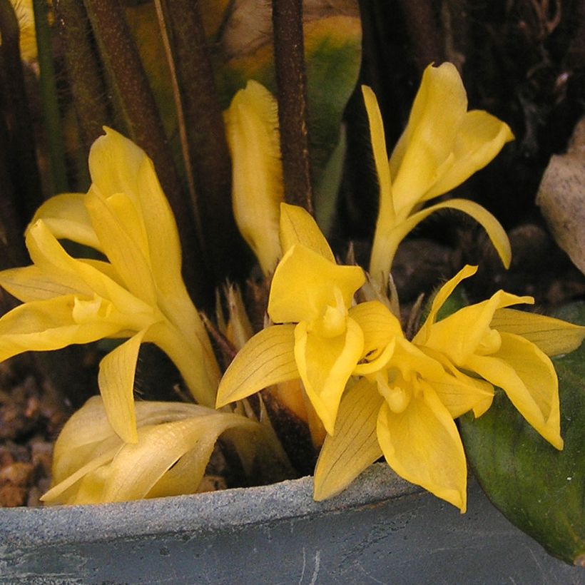 Calathea rufibarba - Korbmaranten (Flowering)