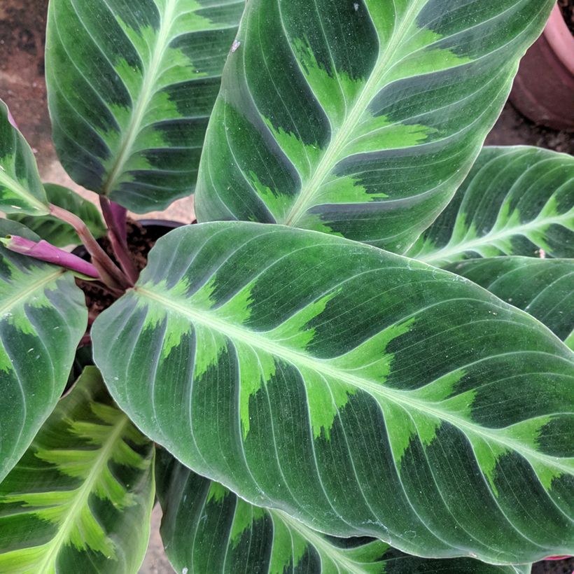 Calathea warscewiczii - Korbmaranten (Foliage)