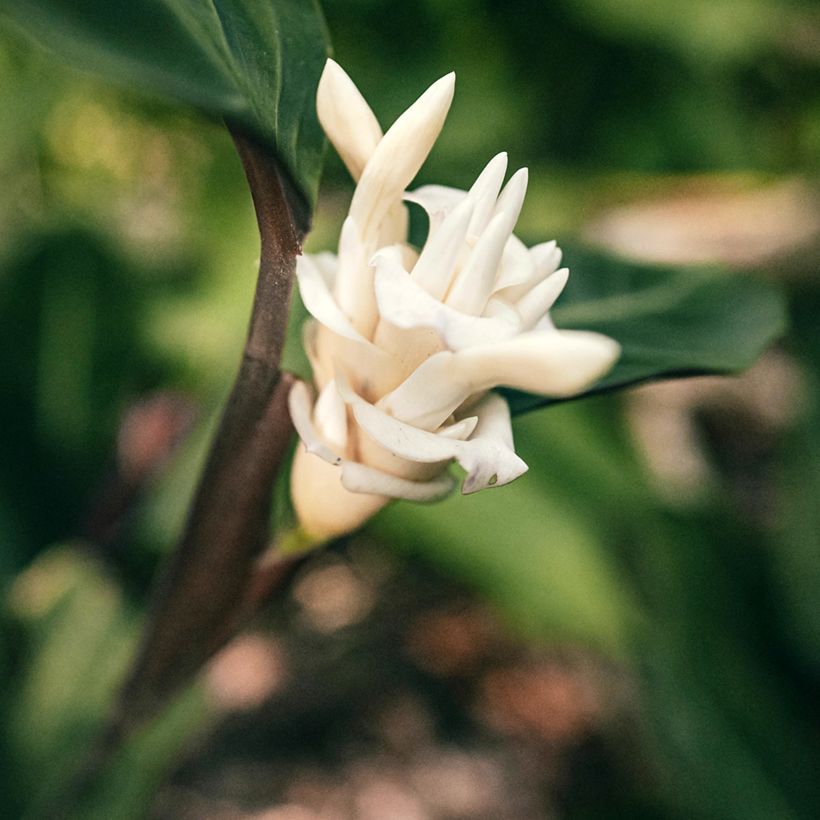 Calathea warscewiczii - Korbmaranten (Flowering)