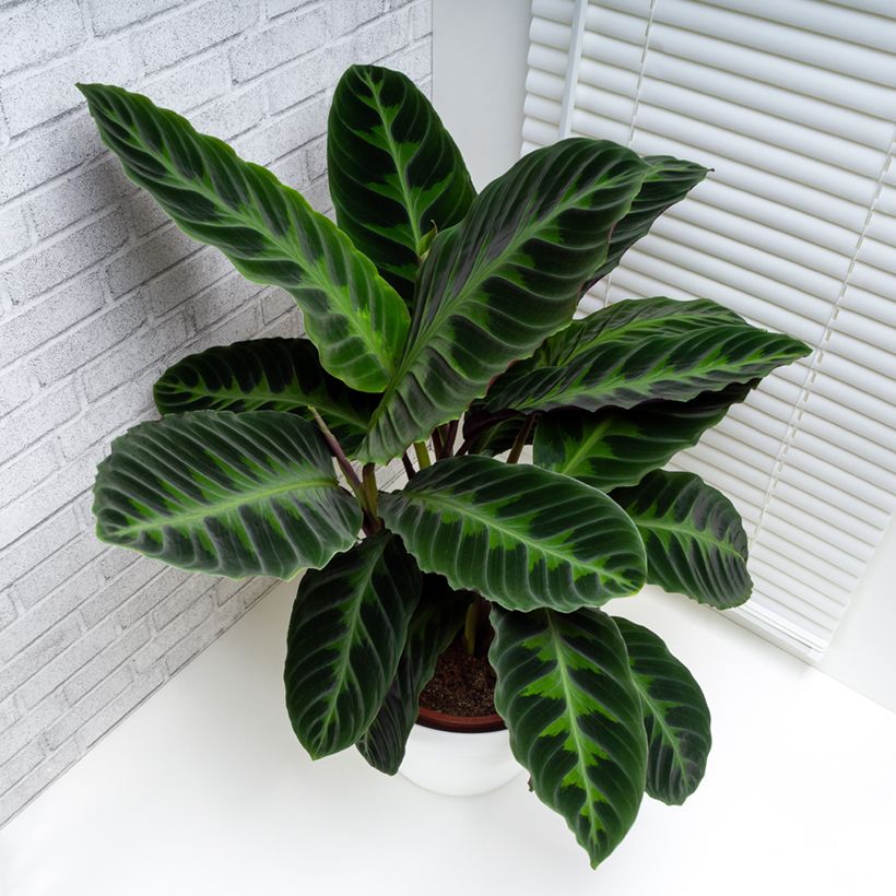 Calathea warscewiczii - Korbmaranten (Plant habit)