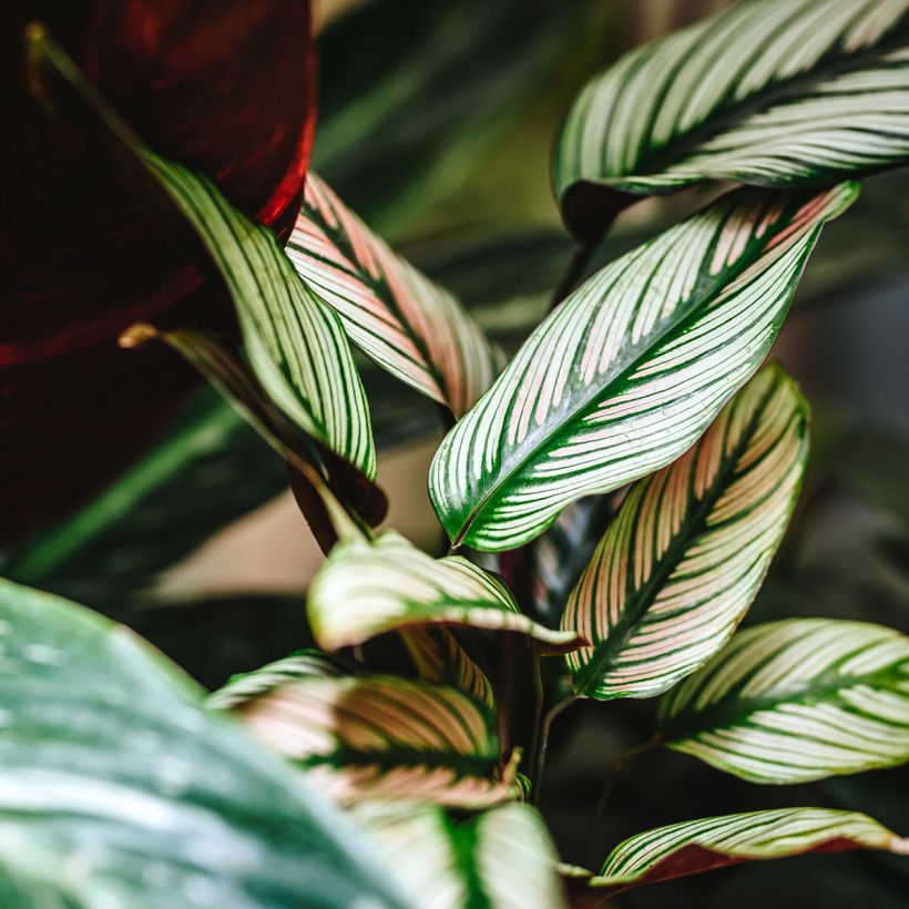 Calathea White Star (Laub)