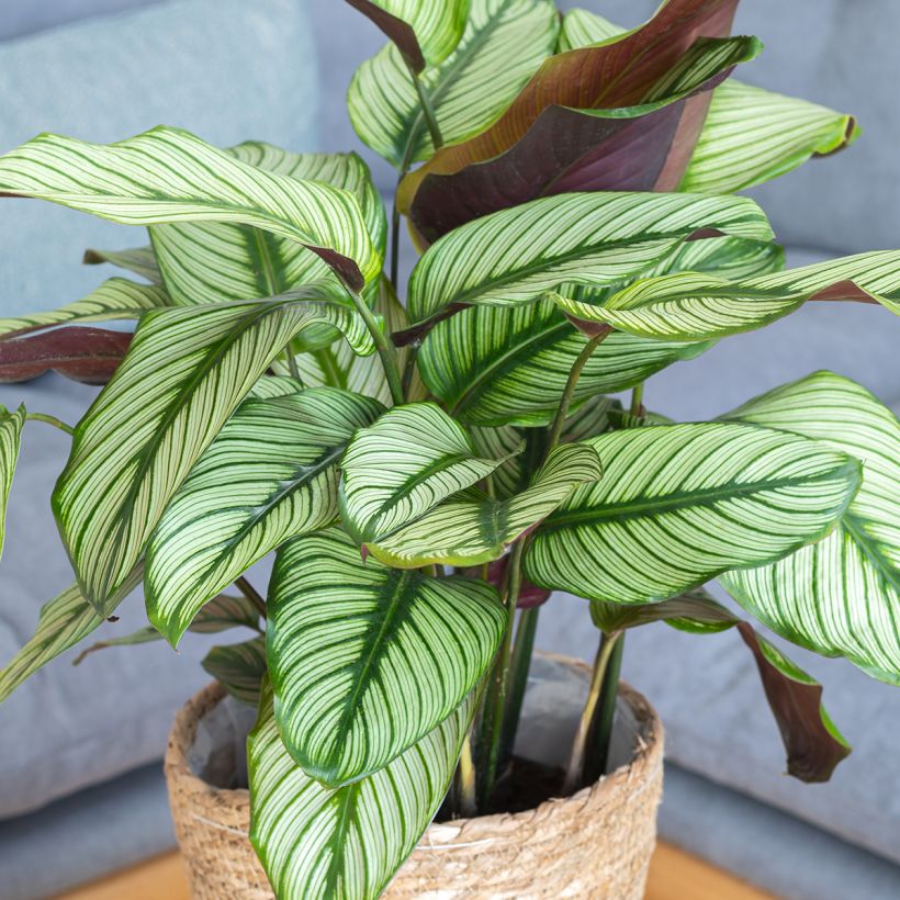 Calathea White Star (Wuchs)