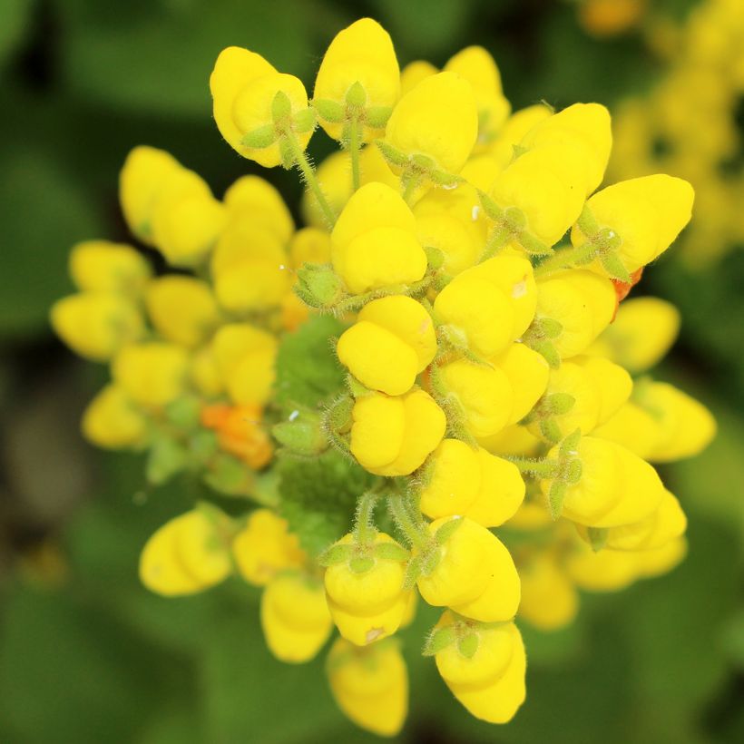 Calceolaria fiebrigiana - Pantoffelblume (Flowering)