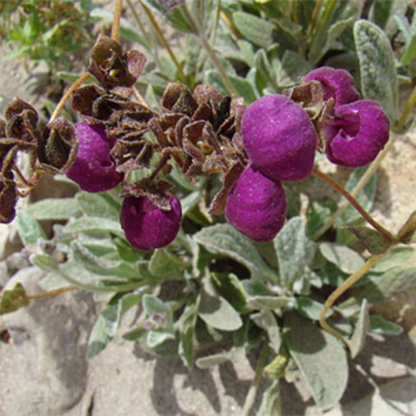 Calceolaria arachnoidea - Pantoffelblume (Flowering)