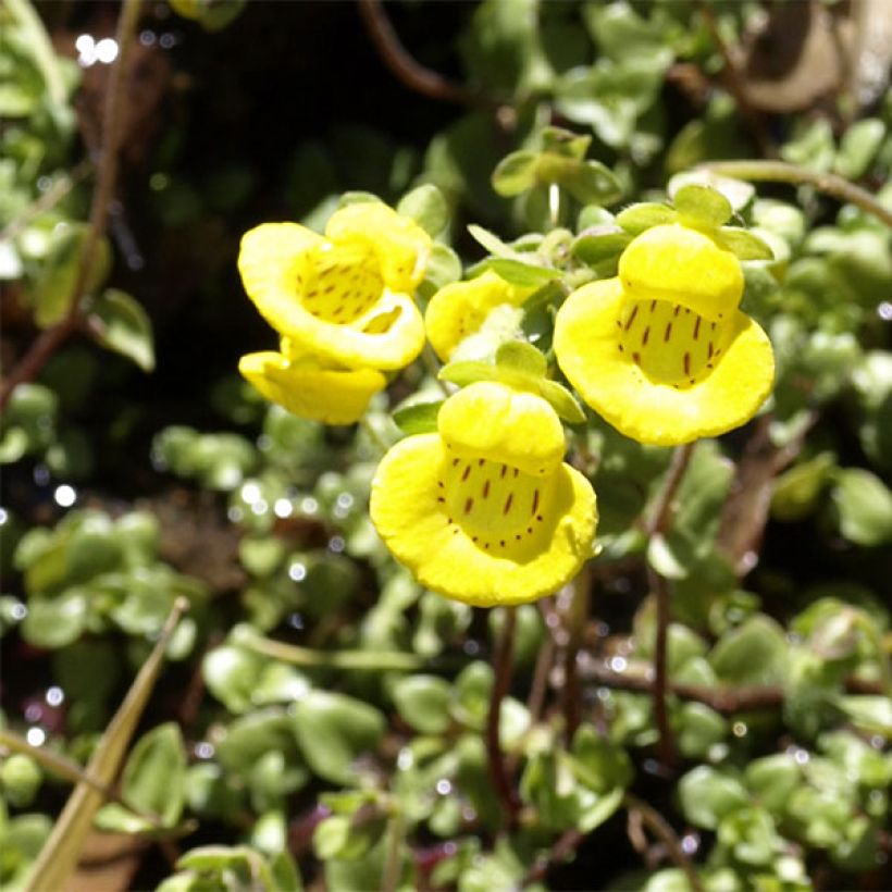 Calceolaria tenella - Pantoffelblume (Flowering)
