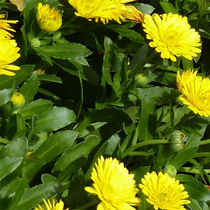 Ringelblume Powerdaisy Sunny - Calendula hybrida (Foliage)