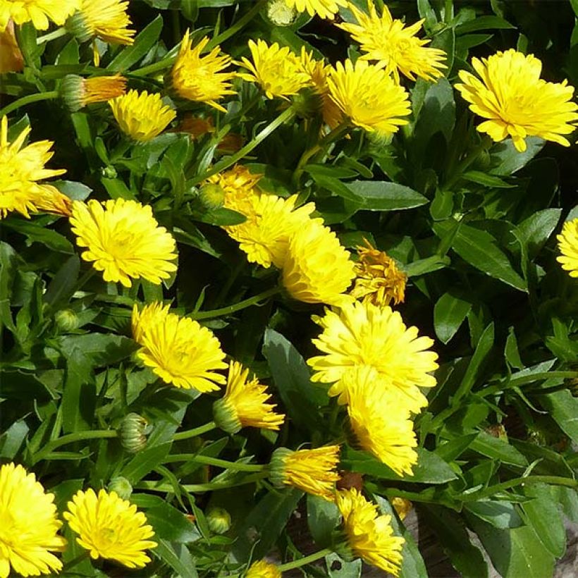 Ringelblume Powerdaisy Sunny - Calendula hybrida (Flowering)