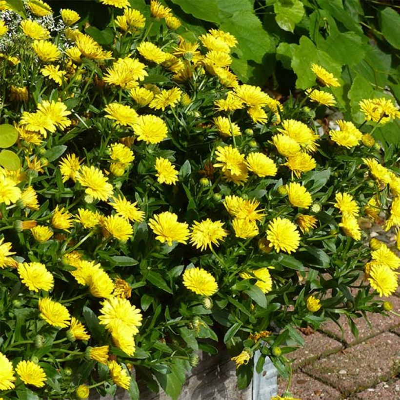 Ringelblume Powerdaisy Sunny - Calendula hybrida (Plant habit)