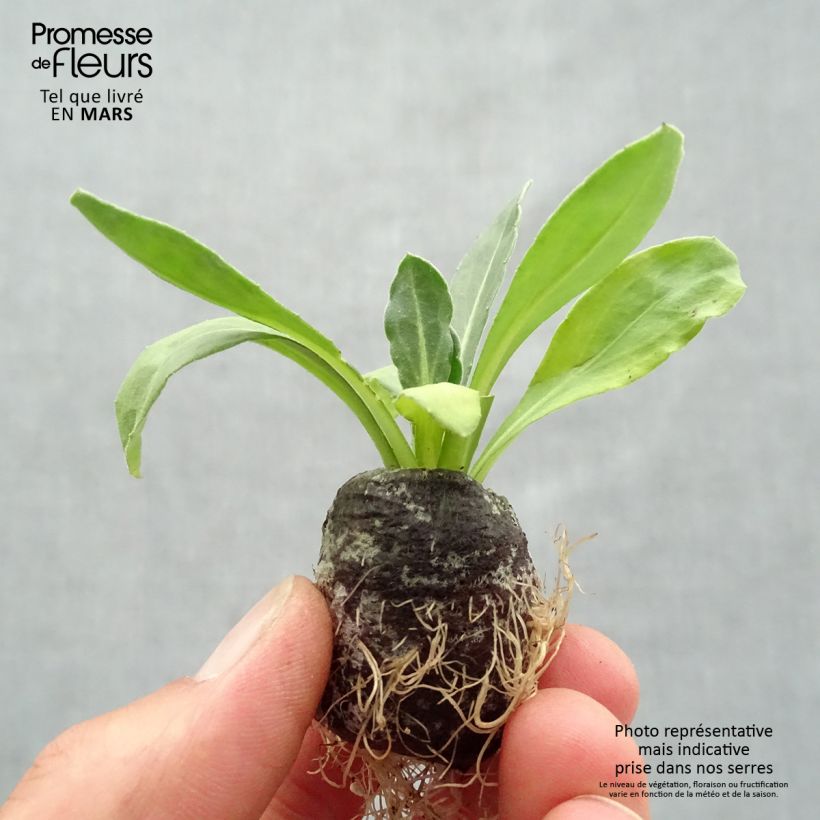 Example of Ringelblume Powerdaisy Sunny - Calendula hybrida Mini-Plug Ø 3/4 cm as you get in printemps