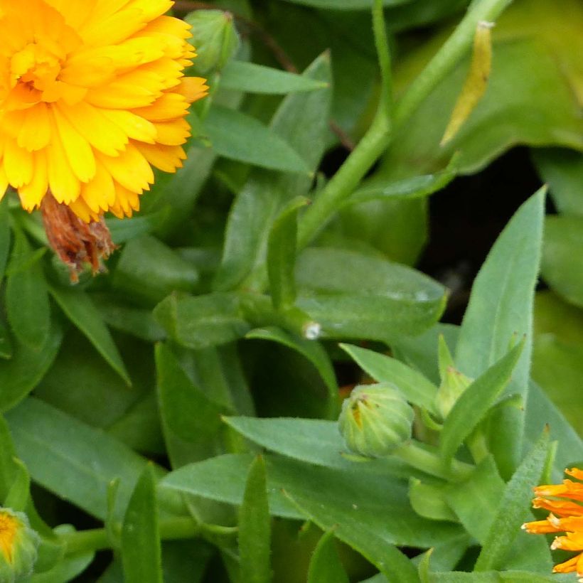 Ringelblume Powerdaisy Tango - Calendula hybrida (Foliage)
