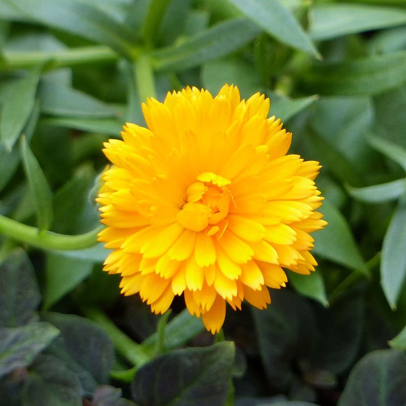 Ringelblume Powerdaisy Tango - Calendula hybrida (Flowering)