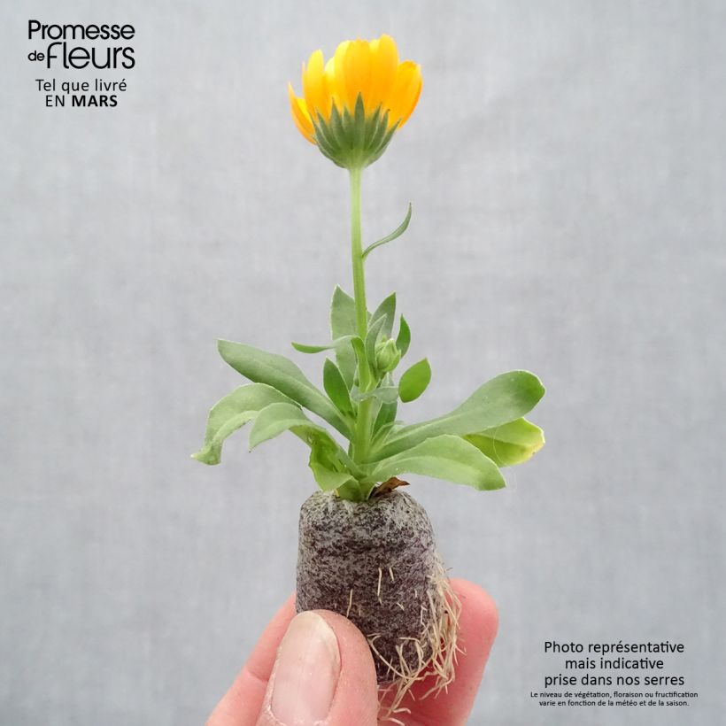 Example of Ringelblume Powerdaisy Tango - Calendula hybrida Mini-Plug Ø 3/4 cm as you get in printemps