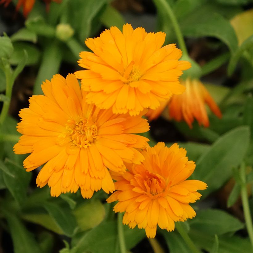 Ringelblume Powerdaisy Tango - Calendula hybrida (Blüte)