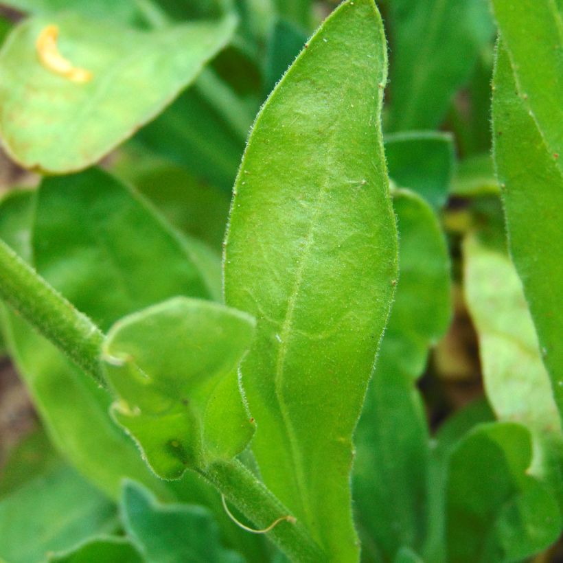 Garten-Ringelblume - Calendula officinalis (Samen) (Foliage)