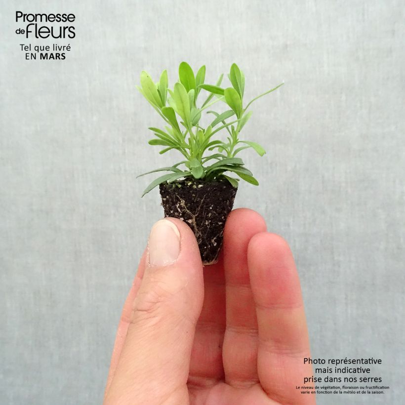 Example of Zauberglöckchen Can-Can Rosies Blue - Calibrachoa Mini-Plug Ø 3/4 cm as you get in printemps