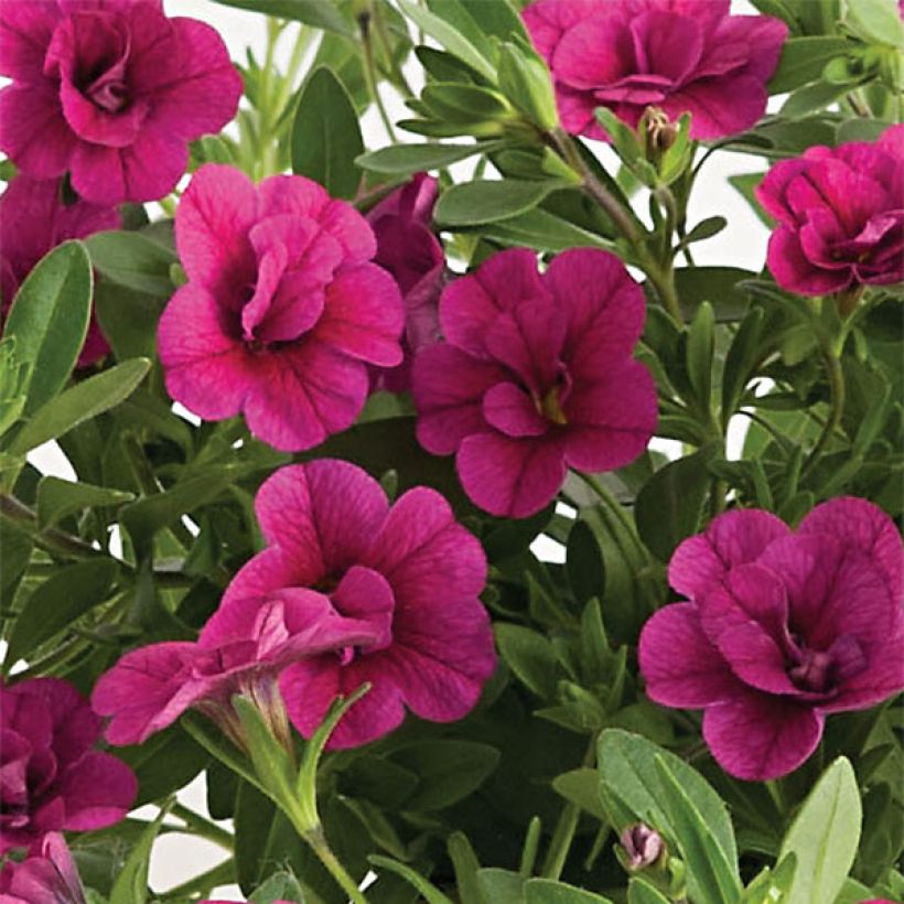 Zauberglöckchen Can-Can Rosies Pink - Calibrachoa (Flowering)