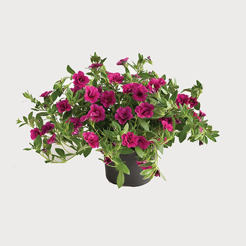 Zauberglöckchen Can-Can Rosies Pink - Calibrachoa (Plant habit)