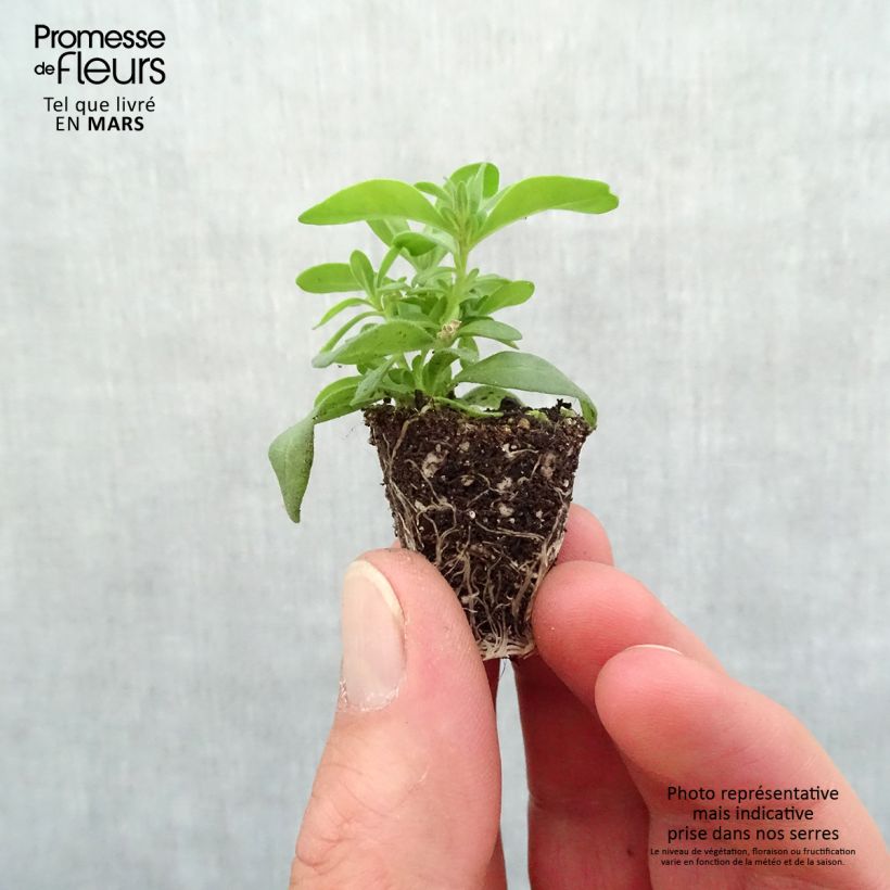 Example of Zauberglöckchen Can-Can Rosies Pink - Calibrachoa Mini-Plug Ø 3/4 cm as you get in printemps