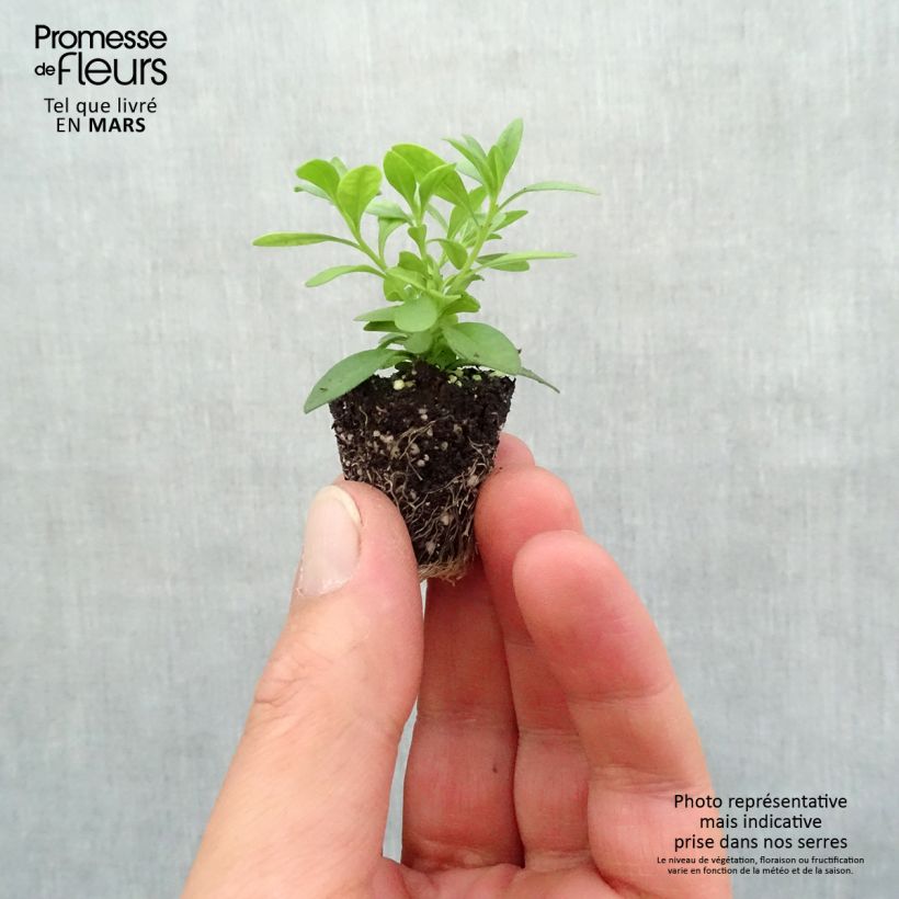 Example of Zauberglöckchen Can-Can Rosies Pink Vein - Calibrachoa Mini-Plug Ø 3/4 cm as you get in printemps