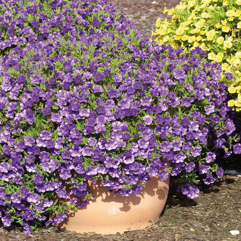 Zauberglöckchen Can-Can Rosies Blue - Calibrachoa (Plant habit)