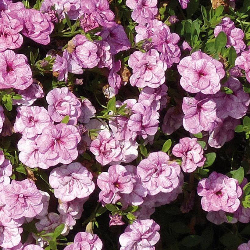 Zauberglöckchen Can-Can Rosies Pink Vein - Calibrachoa (Flowering)