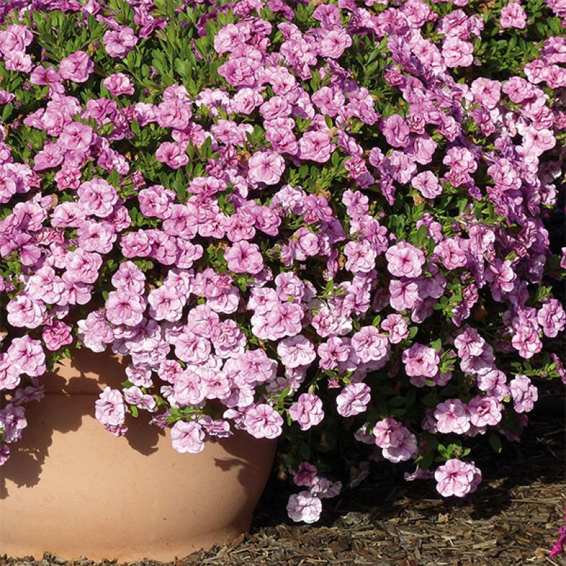 Zauberglöckchen Can-Can Rosies Pink Vein - Calibrachoa (Plant habit)