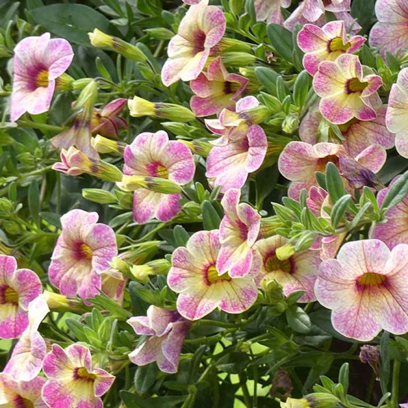 Zauberglöckchen Chameleon Pink Passion - Calibrachoa (Flowering)