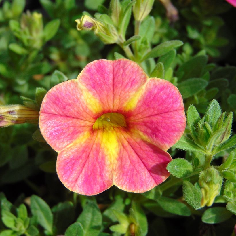 Zauberglöckchen Chameleon Sunshine Berry - Calibrachoa (Flowering)