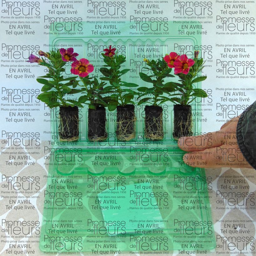 Example of Zauberglöckchen Chameleon Sunshine Berry - Calibrachoa Mini-Plug Ø 3/4 cm as you get