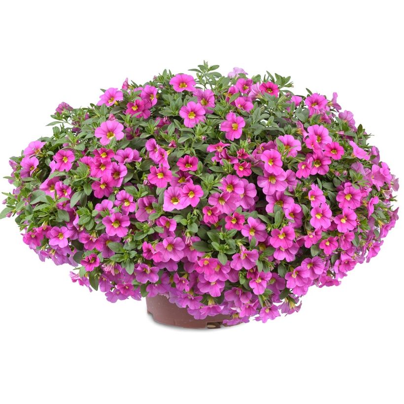 Zauberglöckchen Noa Bubblegum - Calibrachoa (Plant habit)
