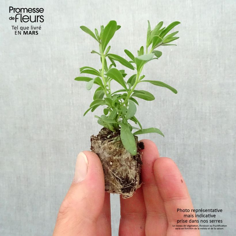 Example of Zauberglöckchen MiniFamous Double Pinktastic - Calibrachoa Mini-Plug Ø 3/4 cm as you get in printemps