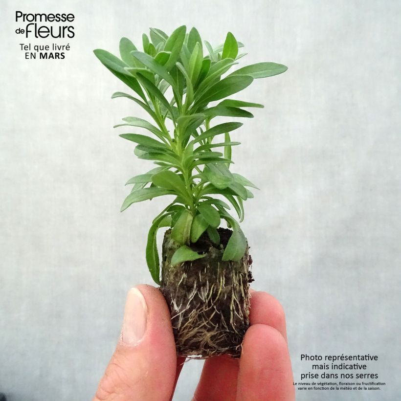 Example of Zauberglöckchen Neo Double OrangeTastic - Calibrachoa Mini-Plug Ø 3/4 cm as you get in printemps