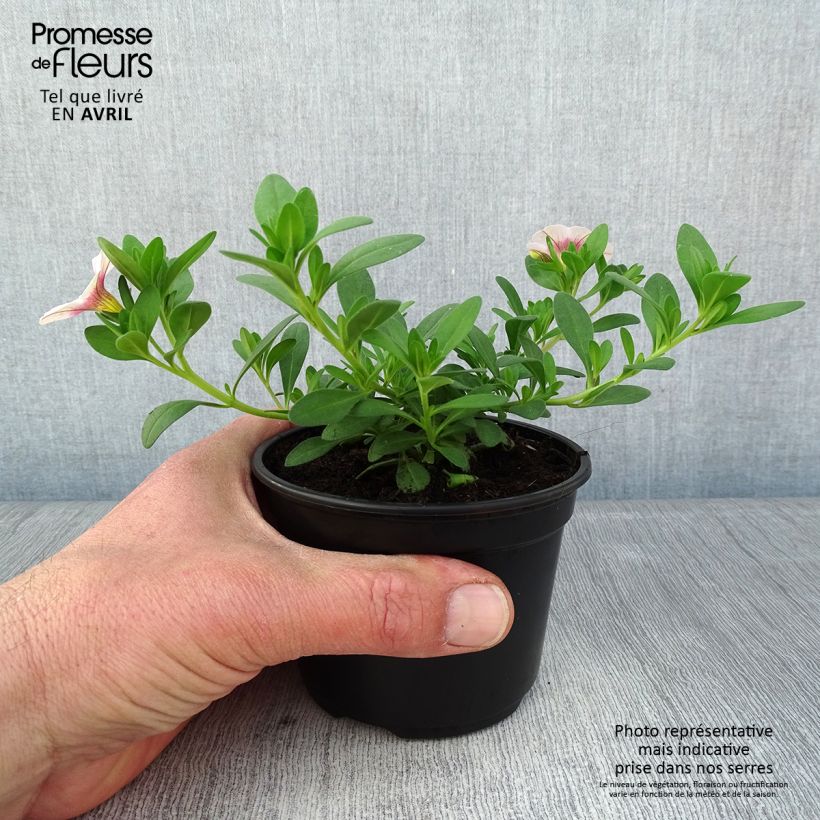 Example of Zauberglöckchen Noa Almond Blossom - Calibrachoa Kleine Töpfe von 8/9 cm as you get in printemps